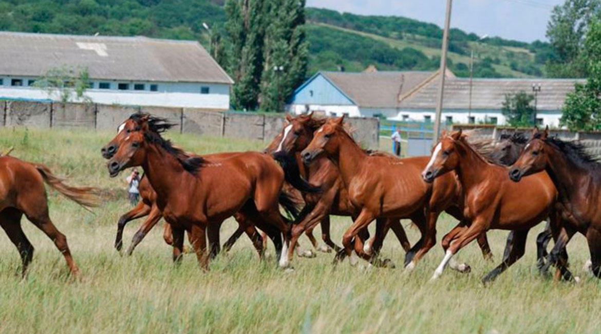 Газпром закупит рекламу на телеканале "Конный мир" за 200 миллионов