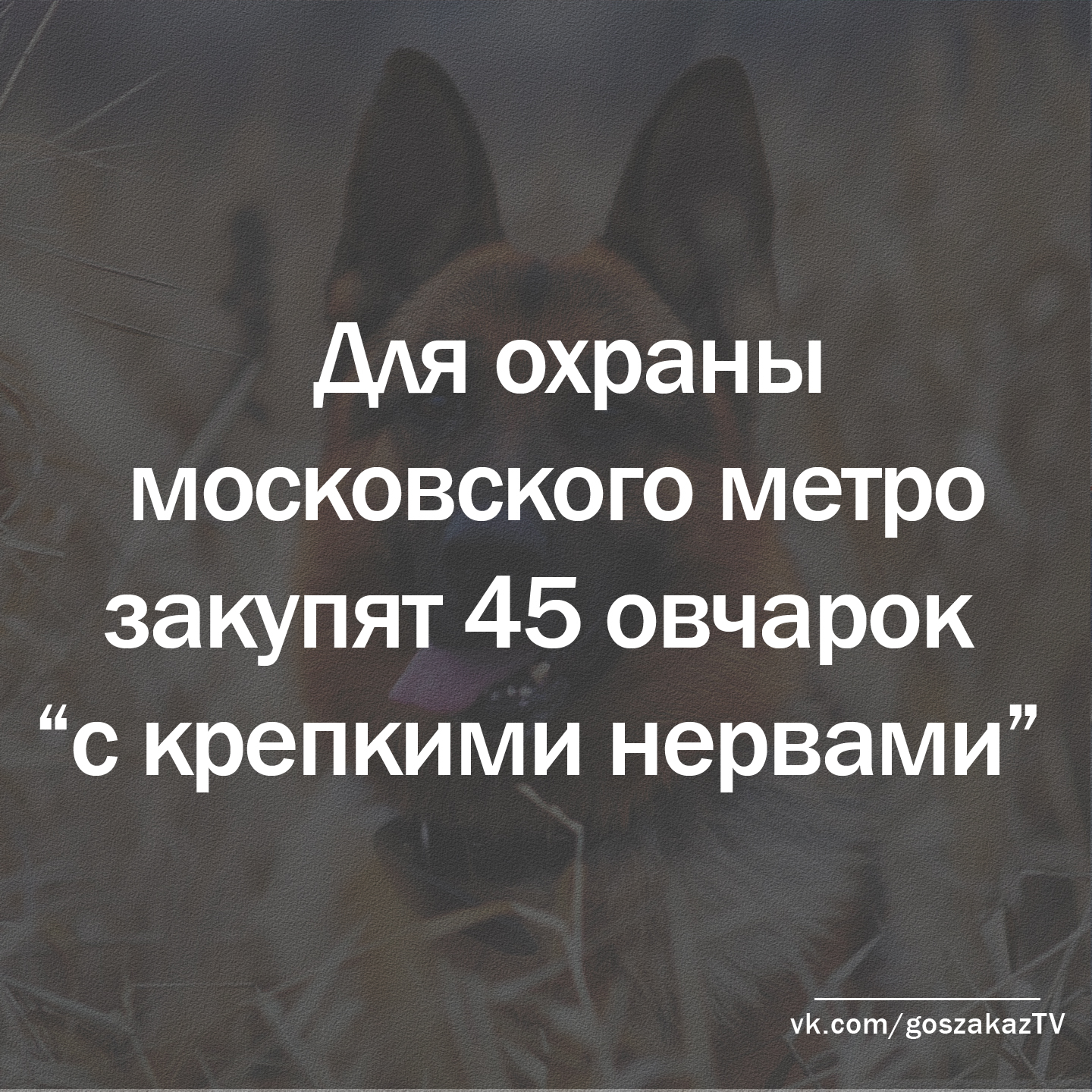 Для охраны метро столицы закупили овчарок "с крепкими нервами"