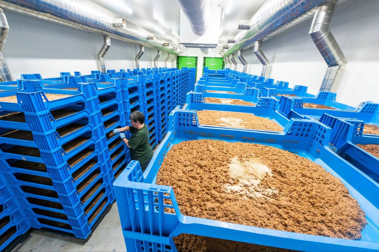 Программа питания европейцев червями и насекомыми дала сбой