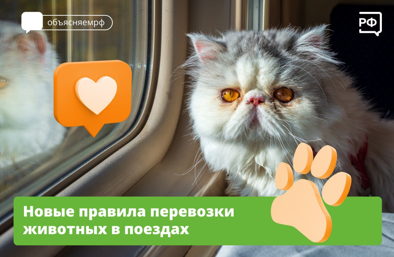 РЖД упрощает порядок провоза животных с 1 января 2025 года — можно будет бесплатно перевозить питомца в купе, если оплатить в нём полностью все места.  