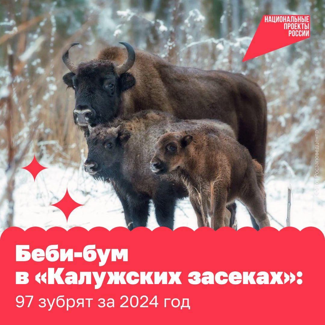 Третий год подряд заповедник «Калужские засеки» ставит рекорд по количеству зубрят, которые появляются на свет. Это прямое подтверждение тому, что редким животным здесь хорошо!  
