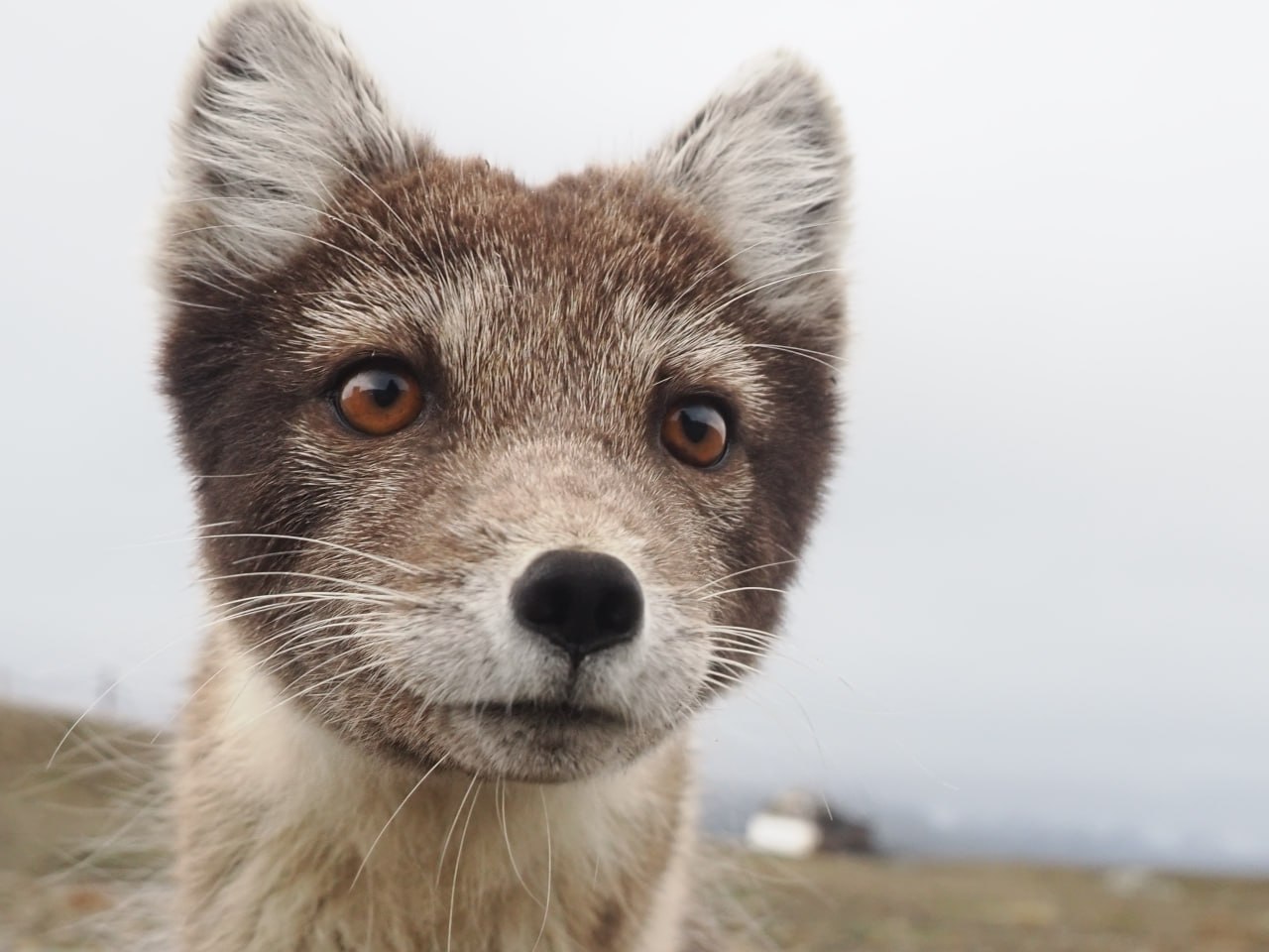 Как сформировать новый образ Арктики?