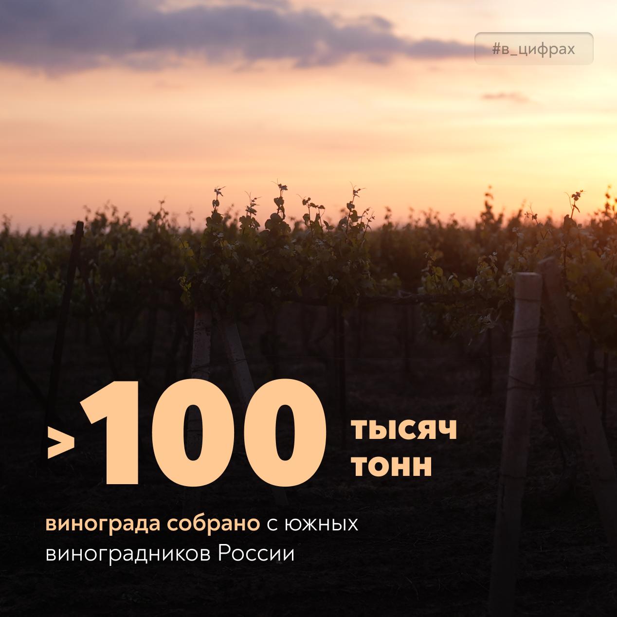 На виноградниках страны уже собрали 100 тысяч тонн урожая с площади свыше 6 тысяч гектаров.